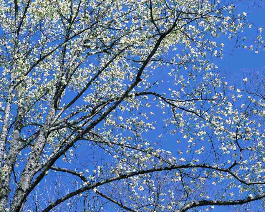 Mountain Trees - Mixa Image Library ></a>
<script language=JavaScript> 
  var txt = 