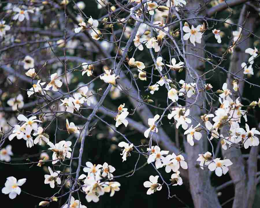 Mountain Trees - Mixa Image Library ></a>
<script language=JavaScript> 
  var txt = 