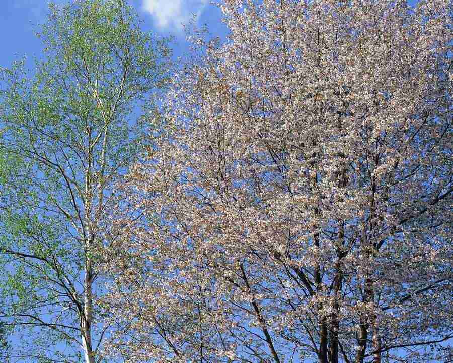 Mountain Trees - Mixa Image Library ></a>
<script language=JavaScript> 
  var txt = 