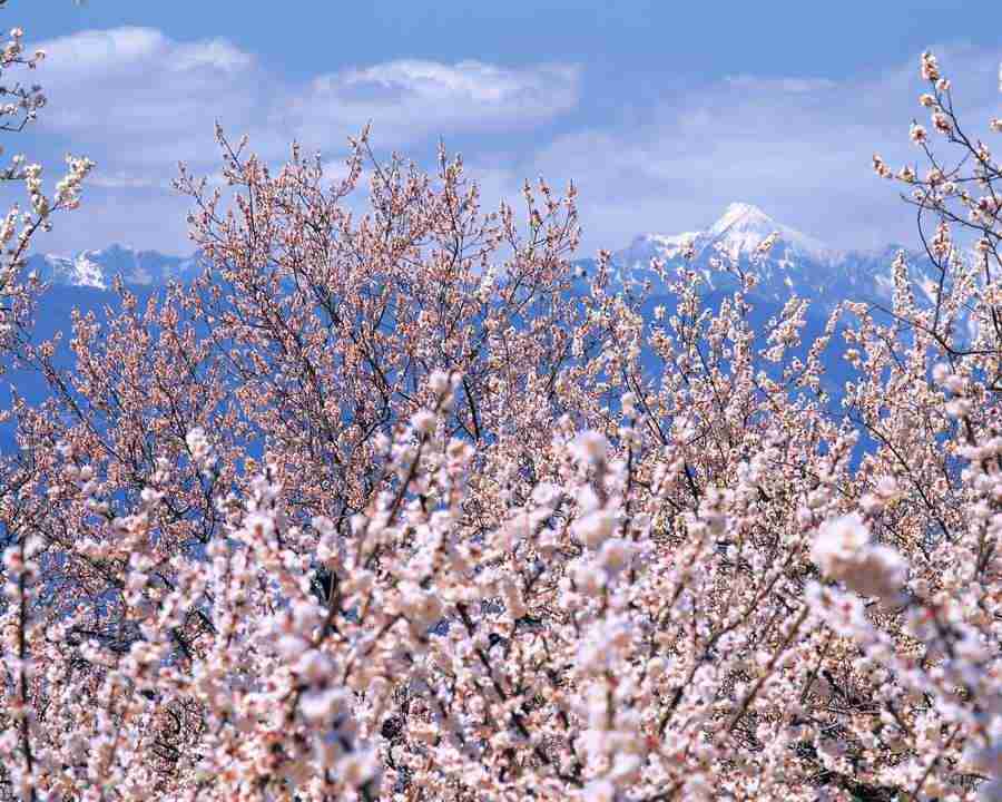 Mountain Trees - Mixa Image Library ></a>
<script language=JavaScript> 
  var txt = 