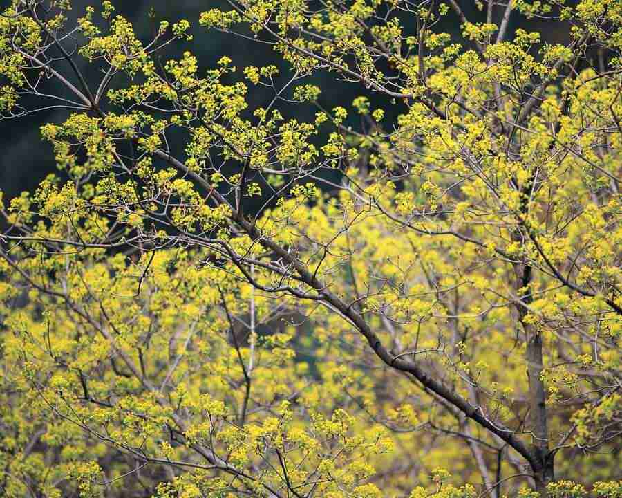 Mountain Trees - Mixa Image Library ></a>
<script language=JavaScript> 
  var txt = 