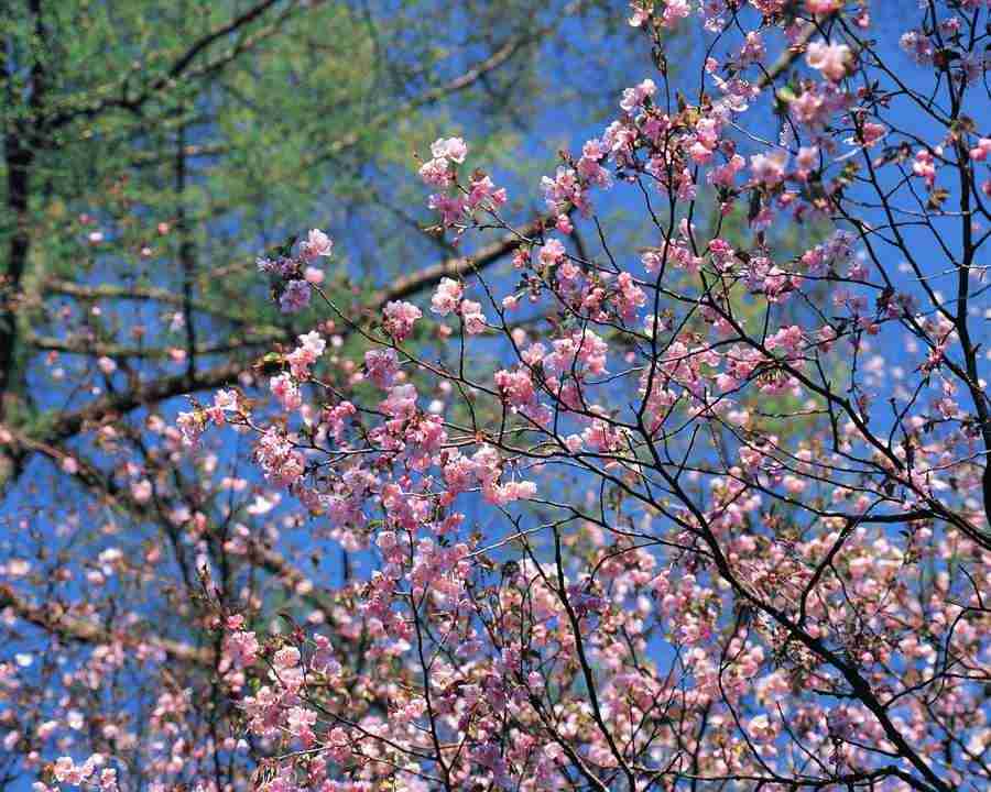 Mountain Trees - Mixa Image Library ></a>
<script language=JavaScript> 
  var txt = 