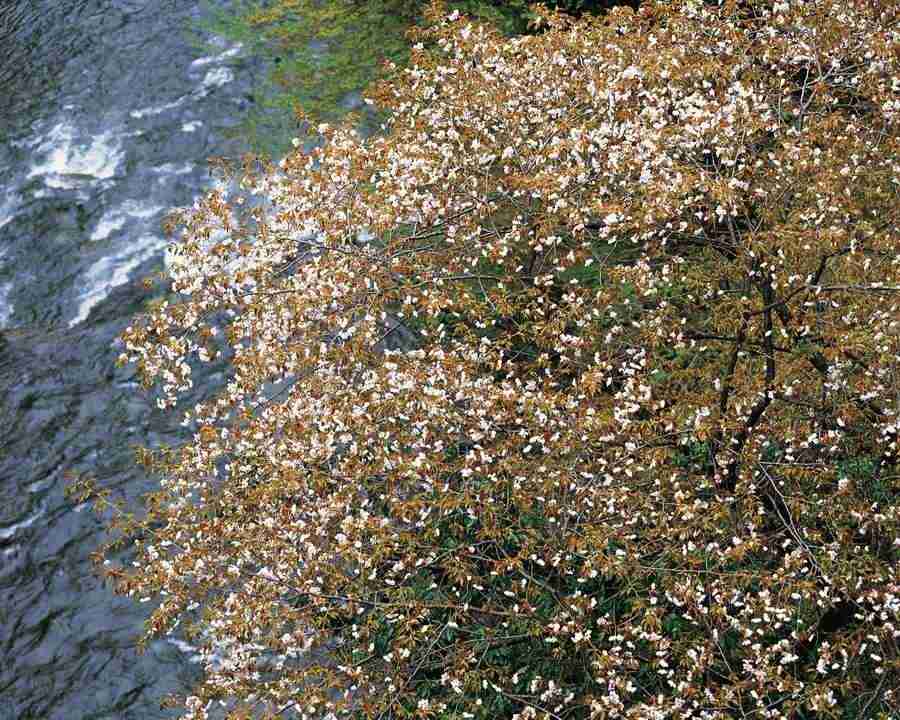 Mountain Trees - Mixa Image Library ></a>
<script language=JavaScript> 
  var txt = 