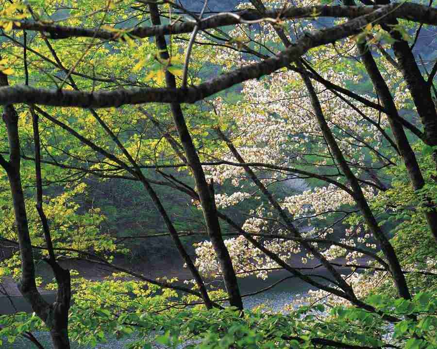 Mountain Trees - Mixa Image Library ></a>
<script language=JavaScript> 
  var txt = 