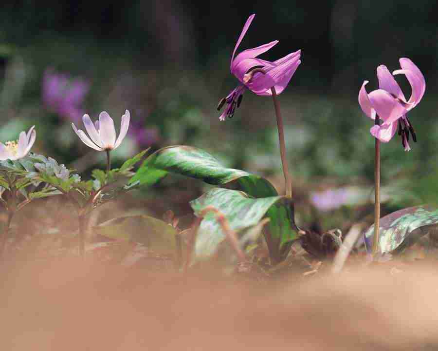 Mountain Trees - Mixa Image Library ></a>
<script language=JavaScript> 
  var txt = 