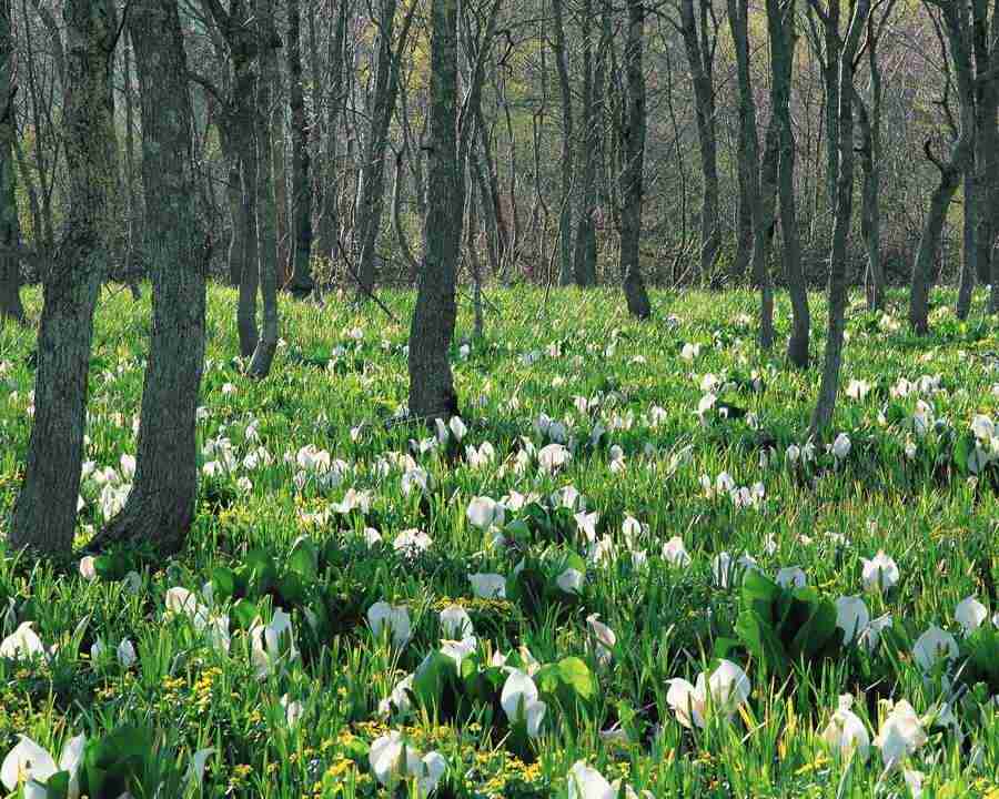 Mountain Trees - Mixa Image Library ></a>
<script language=JavaScript> 
  var txt = 