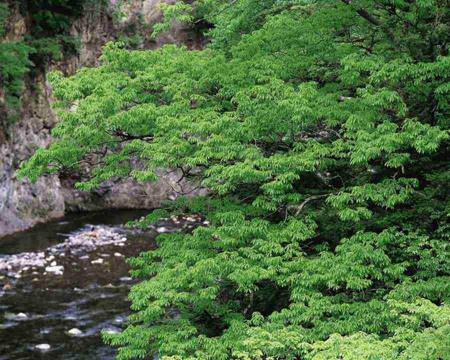 Mountain Trees - Mixa Image Library ></a>
<script language=JavaScript> 
  var txt = 