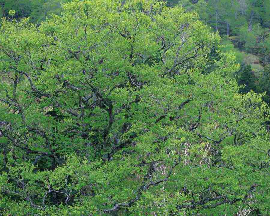 Mountain Trees - Mixa Image Library ></a>
<script language=JavaScript> 
  var txt = 