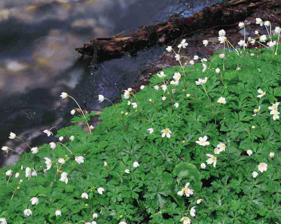 Mountain Trees - Mixa Image Library ></a>
<script language=JavaScript> 
  var txt = 