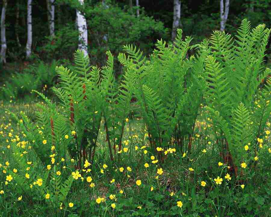 Mountain Trees - Mixa Image Library ></a>
<script language=JavaScript> 
  var txt = 