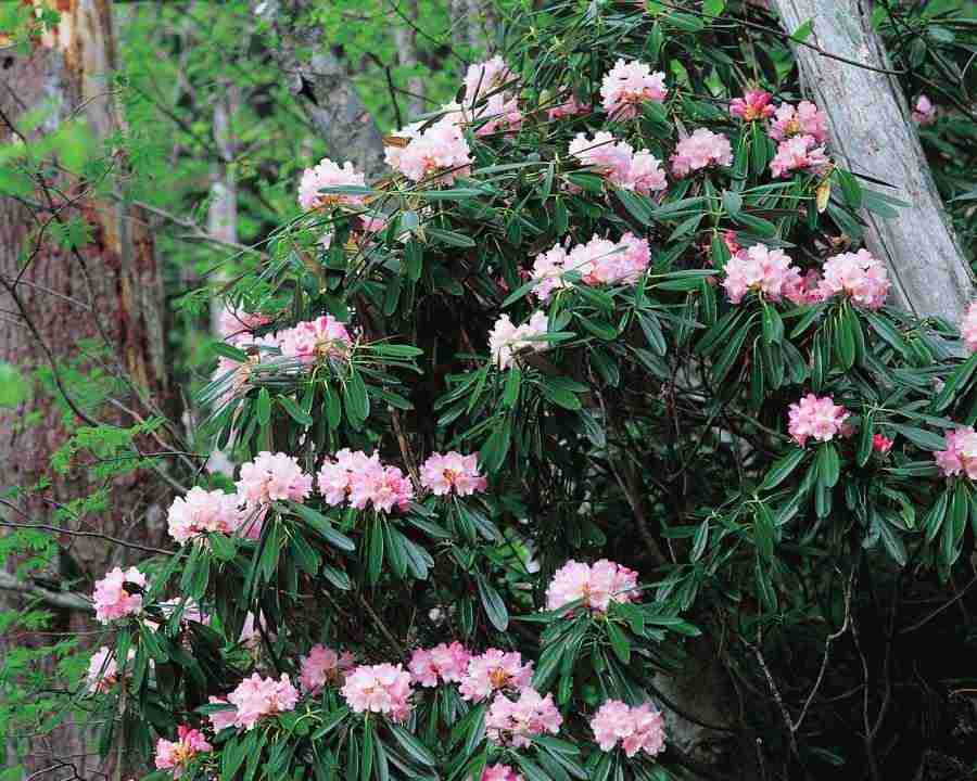 Mountain Trees - Mixa Image Library ></a>
<script language=JavaScript> 
  var txt = 