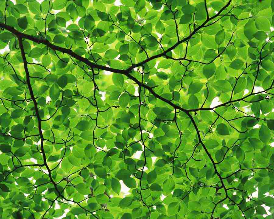 Mountain Trees - Mixa Image Library ></a>
<script language=JavaScript> 
  var txt = 