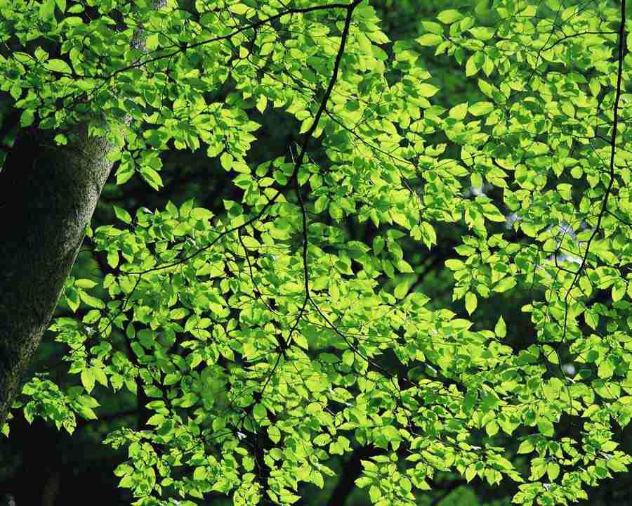 Mountain Trees - Mixa Image Library ></a>
<script language=JavaScript> 
  var txt = 