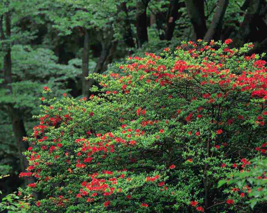 Mountain Trees - Mixa Image Library ></a>
<script language=JavaScript> 
  var txt = 