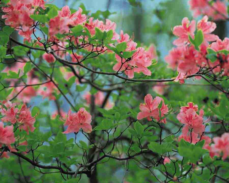 Mountain Trees - Mixa Image Library ></a>
<script language=JavaScript> 
  var txt = 