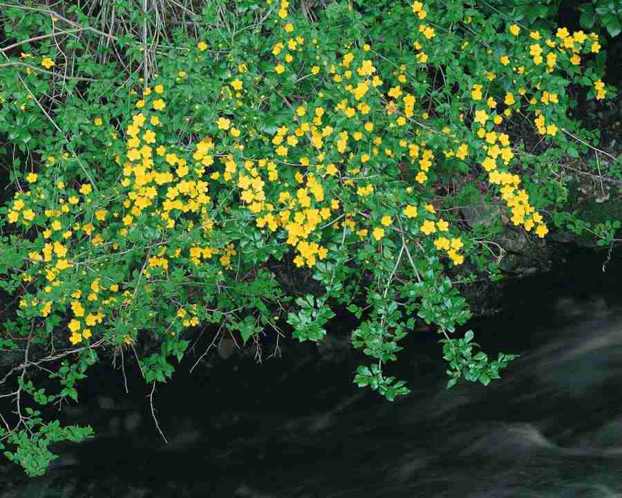 Mountain Trees - Mixa Image Library ></a>
<script language=JavaScript> 
  var txt = 