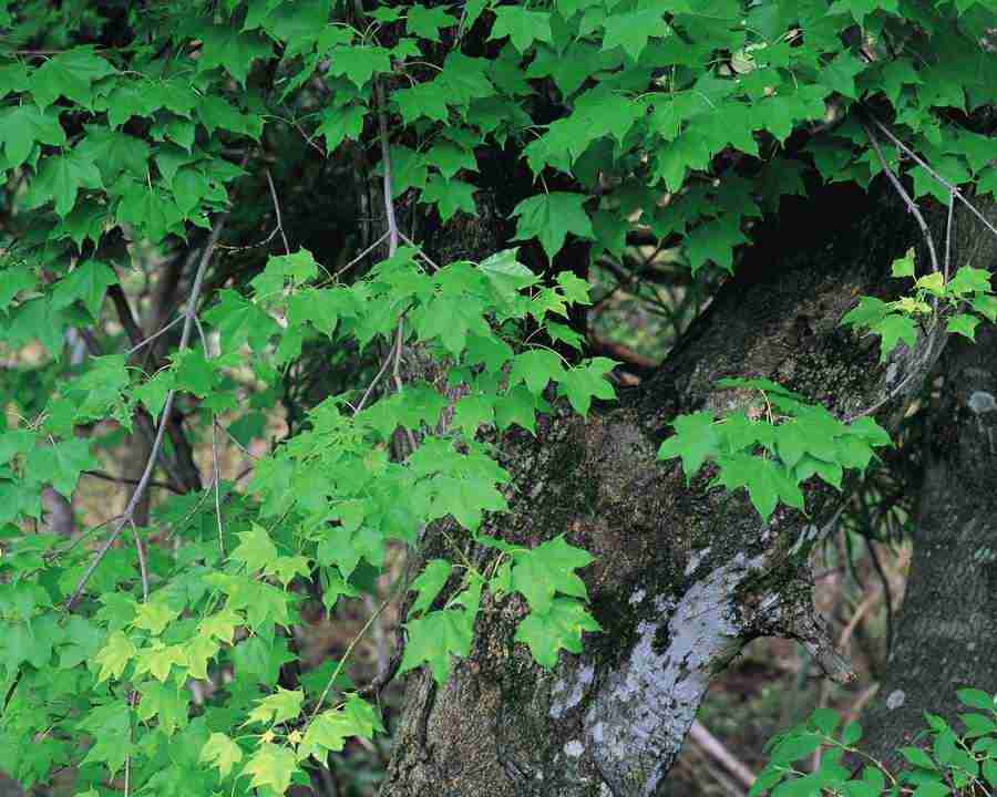 Mountain Trees - Mixa Image Library ></a>
<script language=JavaScript> 
  var txt = 