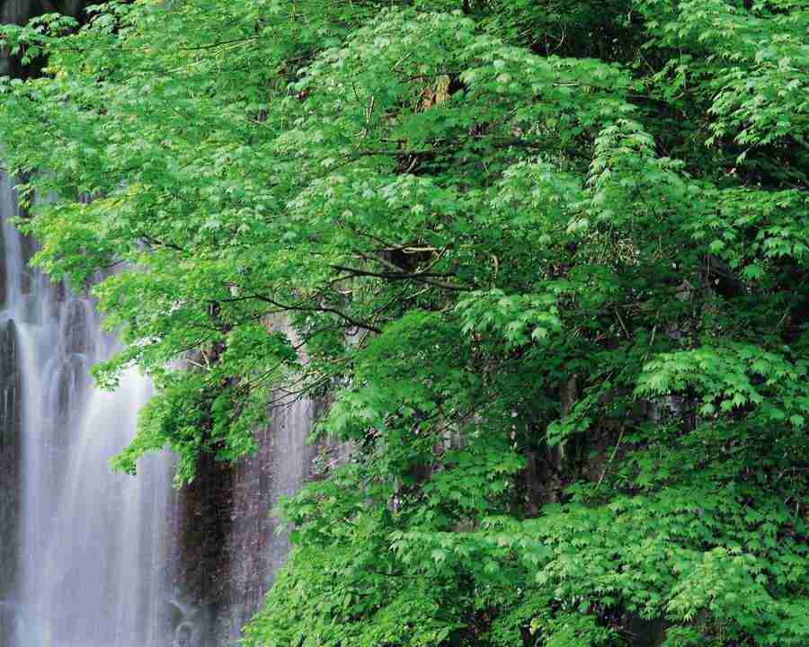 Mountain Trees - Mixa Image Library ></a>
<script language=JavaScript> 
  var txt = 