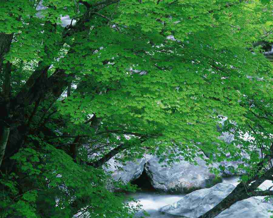 Mountain Trees - Mixa Image Library ></a>
<script language=JavaScript> 
  var txt = 