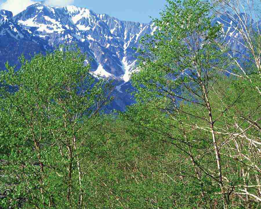 Mountain Trees - Mixa Image Library ></a>
<script language=JavaScript> 
  var txt = 