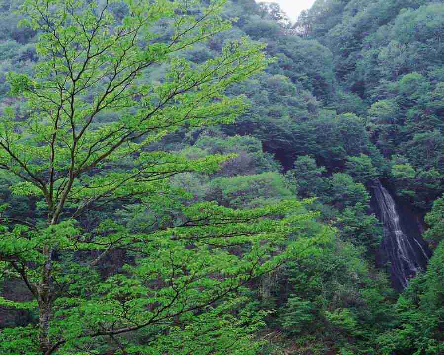 Mountain Trees - Mixa Image Library ></a>
<script language=JavaScript> 
  var txt = 