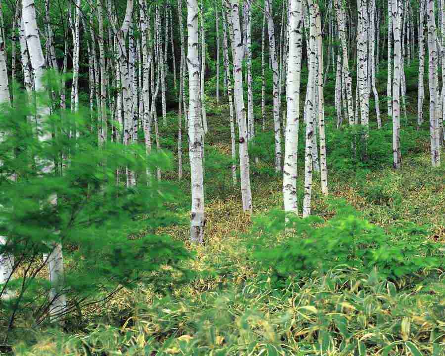 Mountain Trees - Mixa Image Library ></a>
<script language=JavaScript> 
  var txt = 