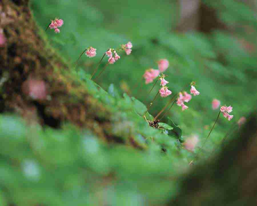 Mountain Trees - Mixa Image Library ></a>
<script language=JavaScript> 
  var txt = 