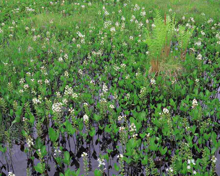 Mountain Trees - Mixa Image Library ></a>
<script language=JavaScript> 
  var txt = 