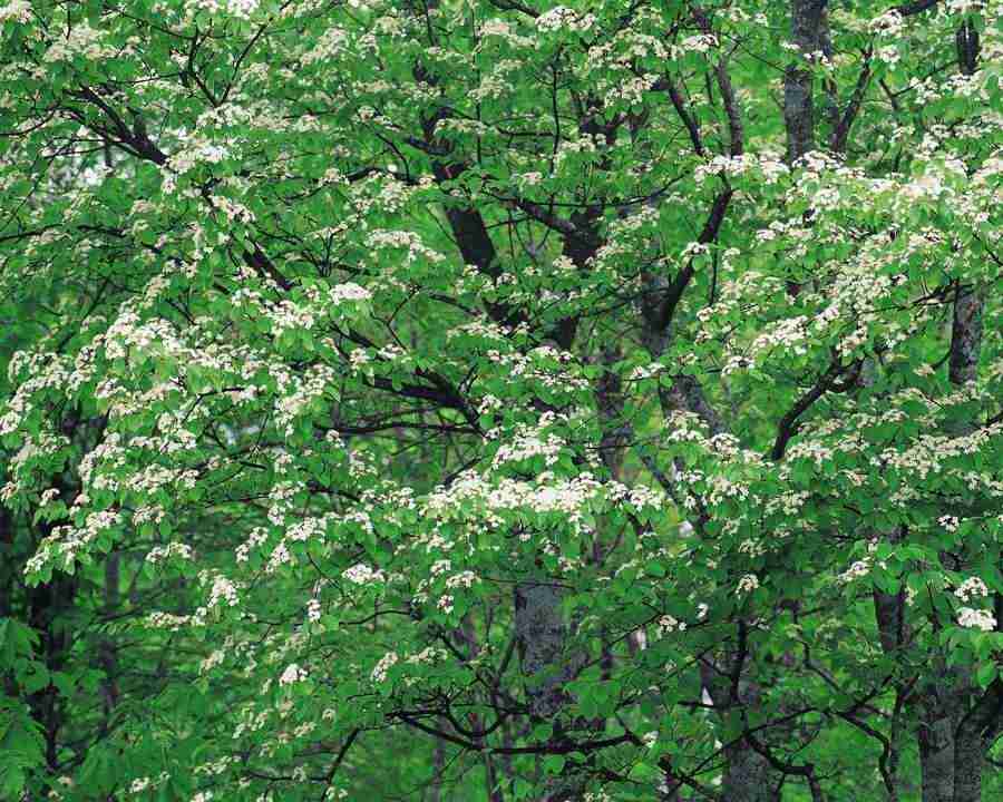 Mountain Trees - Mixa Image Library ></a>
<script language=JavaScript> 
  var txt = 