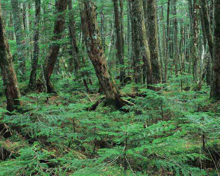 Mountain Trees - Mixa Image Library ></a>
<script language=JavaScript> 
  var txt = 