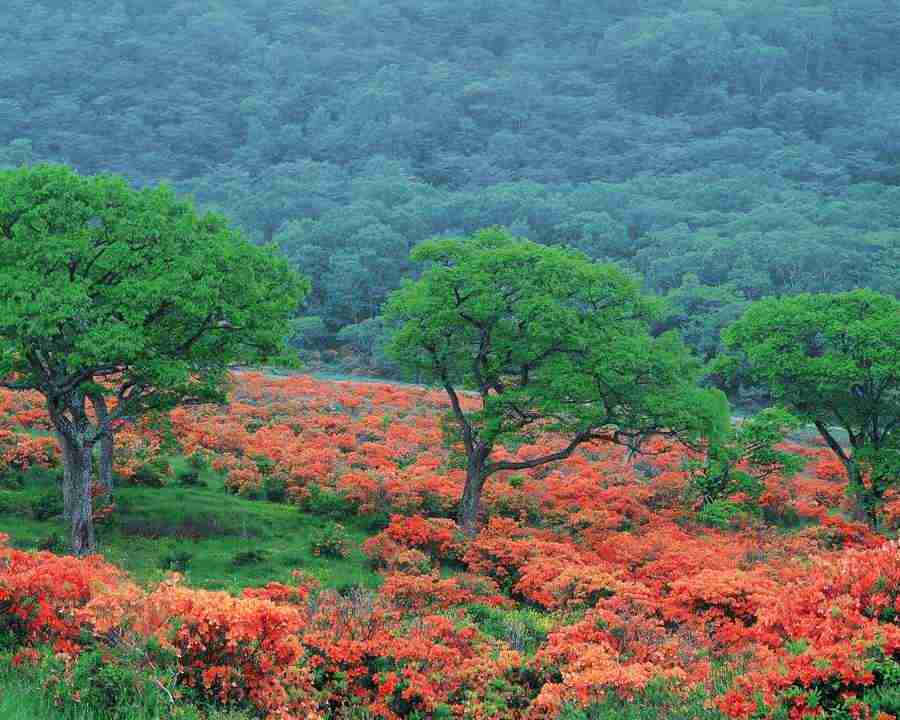 Mountain Trees - Mixa Image Library ></a>
<script language=JavaScript> 
  var txt = 