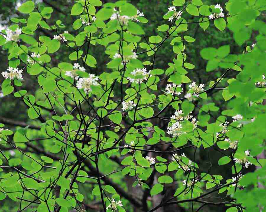 Mountain Trees - Mixa Image Library ></a>
<script language=JavaScript> 
  var txt = 