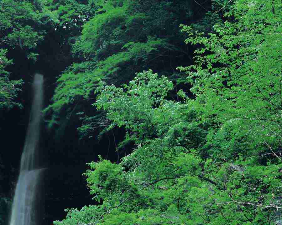 Mountain Trees - Mixa Image Library ></a>
<script language=JavaScript> 
  var txt = 