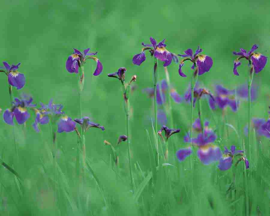 Mountain Trees - Mixa Image Library ></a>
<script language=JavaScript> 
  var txt = 