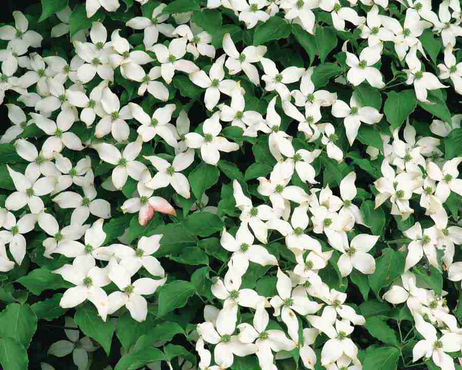 Mountain Trees - Mixa Image Library ></a>
<script language=JavaScript> 
  var txt = 