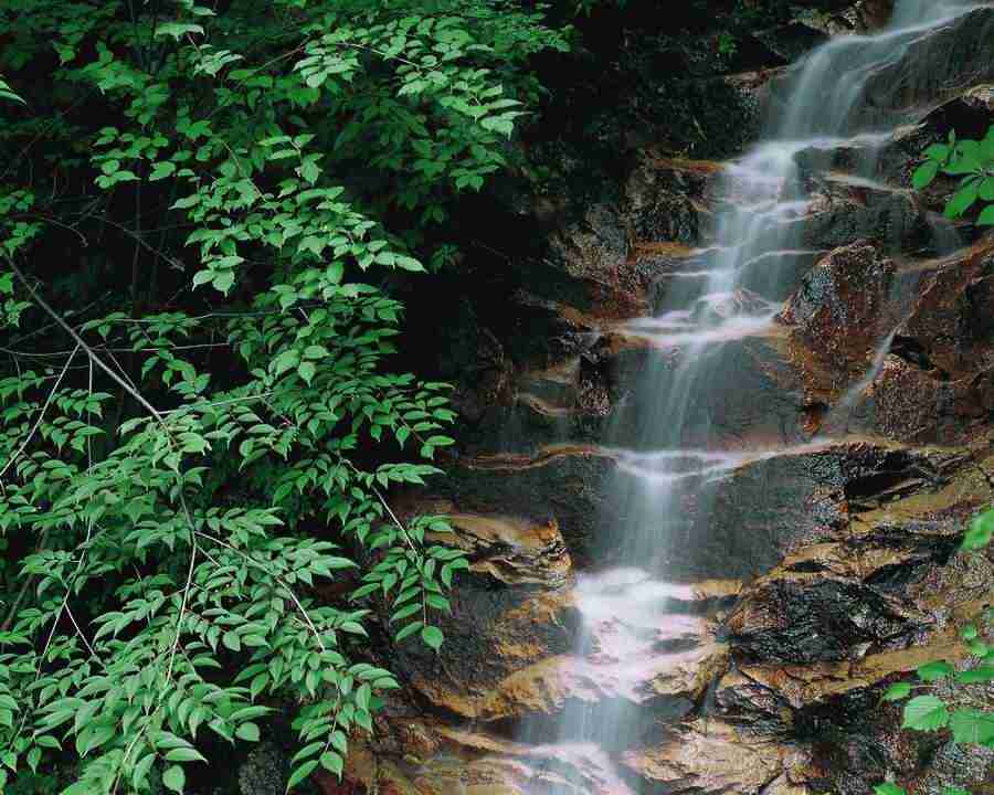 Mountain Trees - Mixa Image Library ></a>
<script language=JavaScript> 
  var txt = 