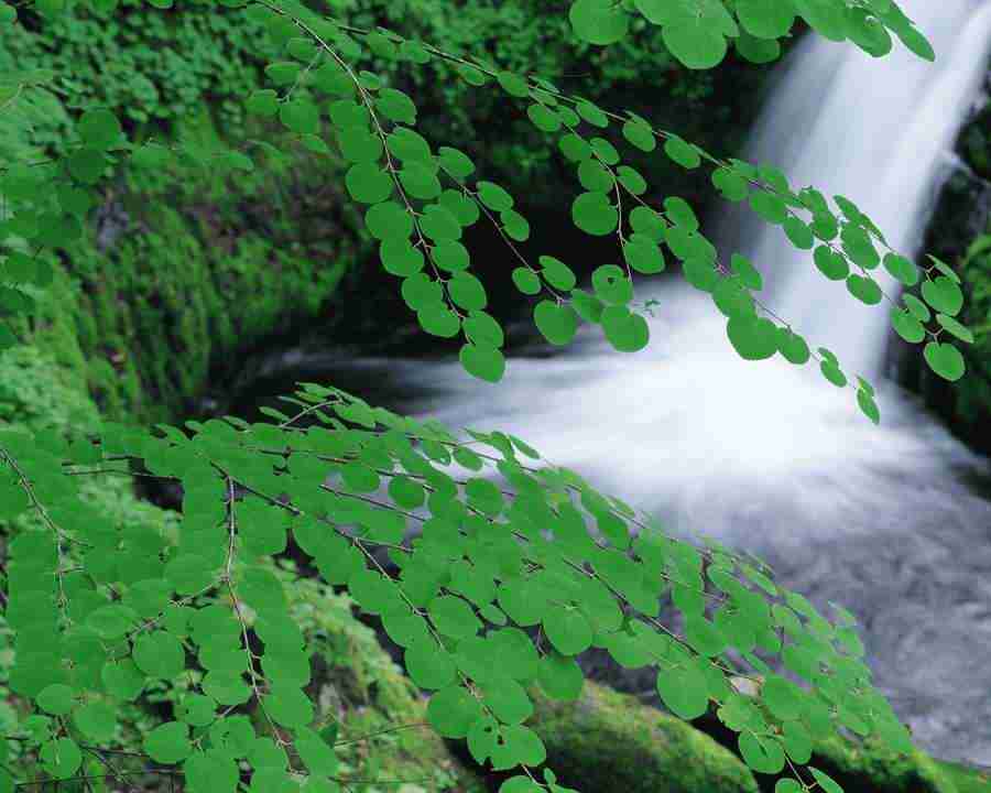 Mountain Trees - Mixa Image Library ></a>
<script language=JavaScript> 
  var txt = 