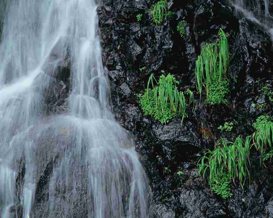 Mountain Trees - Mixa Image Library ></a>
<script language=JavaScript> 
  var txt = 