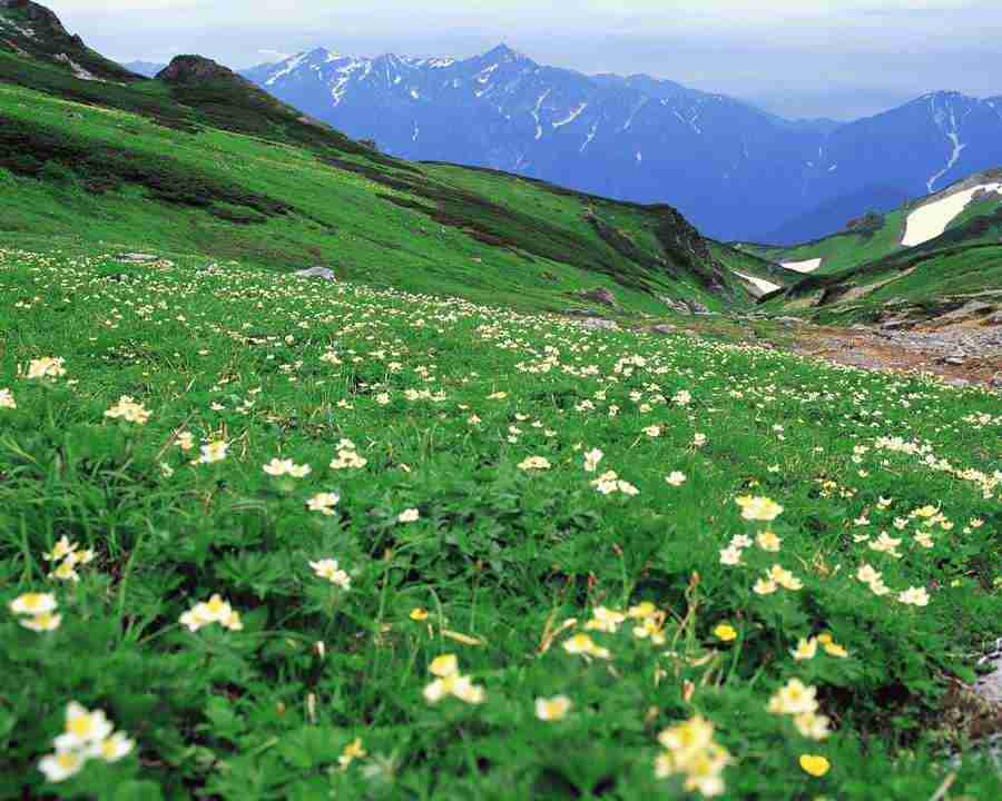 Mountain Trees - Mixa Image Library ></a>
<script language=JavaScript> 
  var txt = 