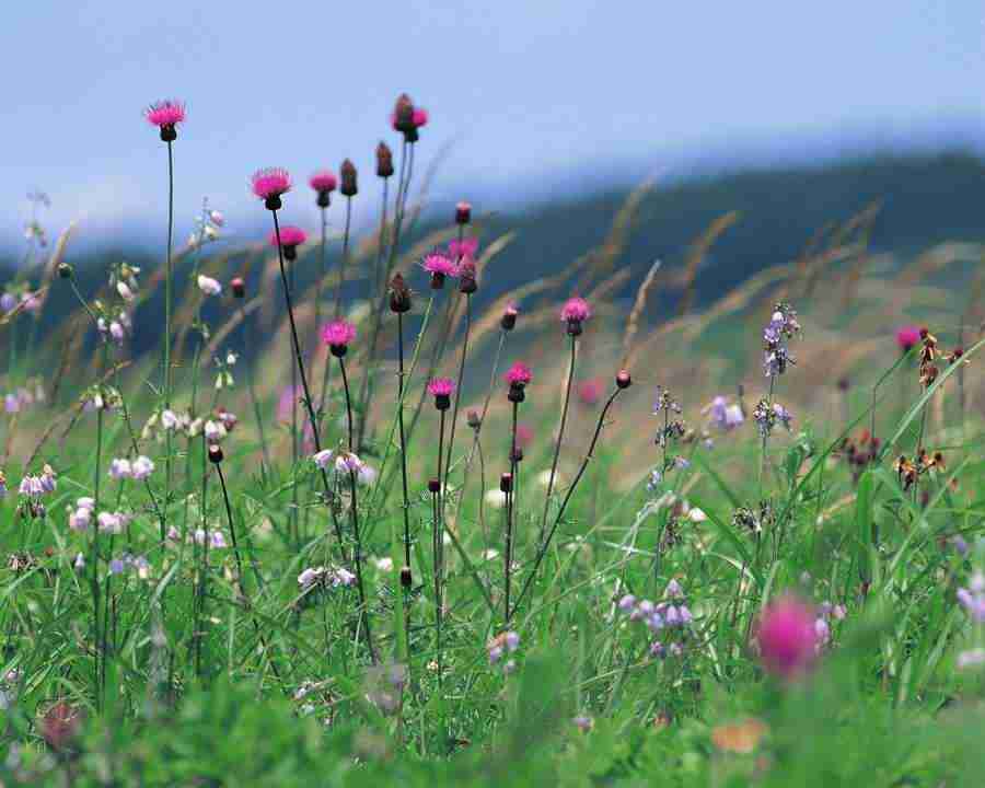 Mountain Trees - Mixa Image Library ></a>
<script language=JavaScript> 
  var txt = 