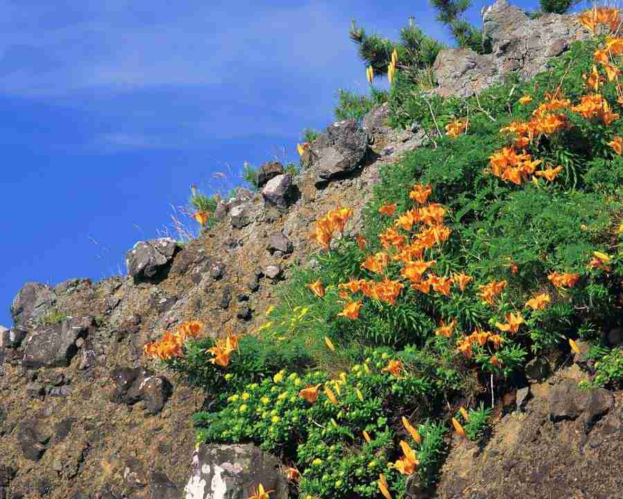 Mountain Trees - Mixa Image Library ></a>
<script language=JavaScript> 
  var txt = 