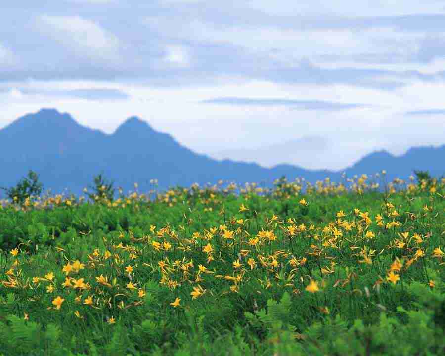 Mountain Trees - Mixa Image Library ></a>
<script language=JavaScript> 
  var txt = 