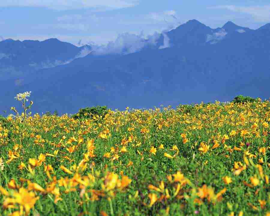 Mountain Trees - Mixa Image Library ></a>
<script language=JavaScript> 
  var txt = 