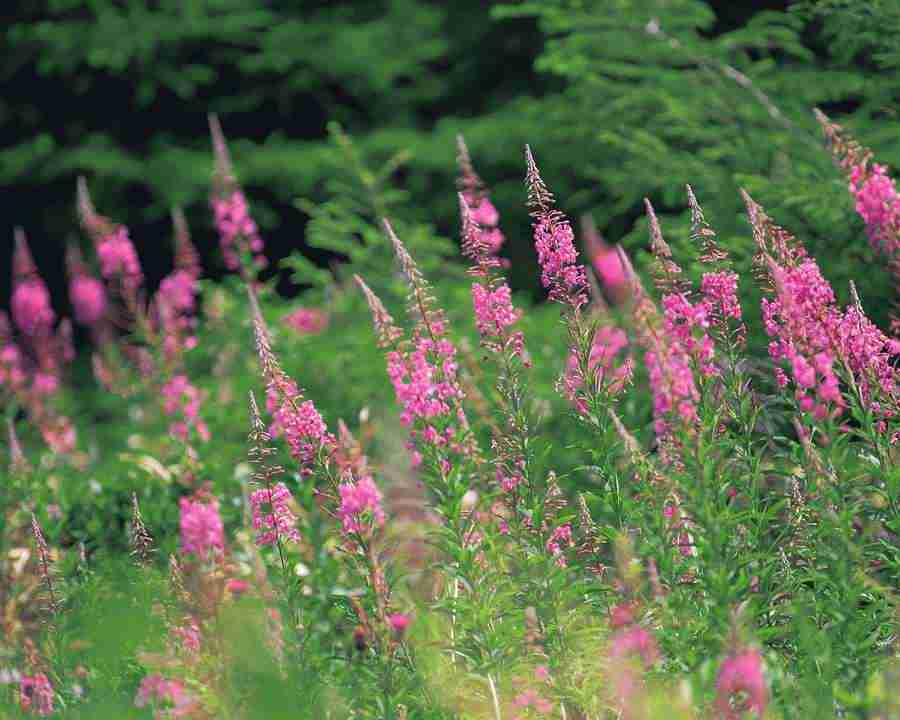 Mountain Trees - Mixa Image Library ></a>
<script language=JavaScript> 
  var txt = 