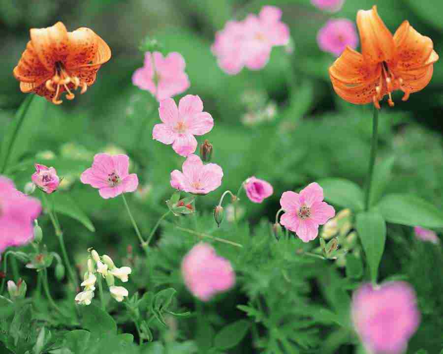 Mountain Trees - Mixa Image Library ></a>
<script language=JavaScript> 
  var txt = 