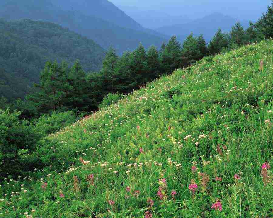 Mountain Trees - Mixa Image Library ></a>
<script language=JavaScript> 
  var txt = 