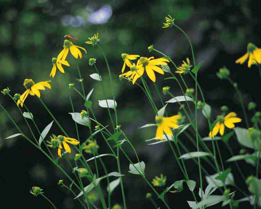 Mountain Trees - Mixa Image Library ></a>
<script language=JavaScript> 
  var txt = 