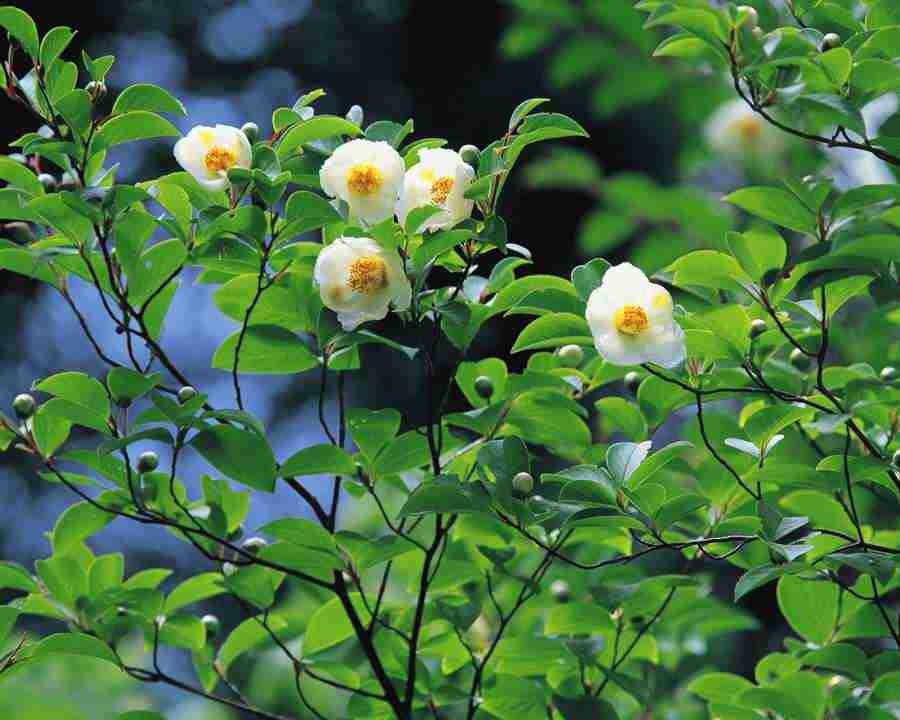 Mountain Trees - Mixa Image Library ></a>
<script language=JavaScript> 
  var txt = 