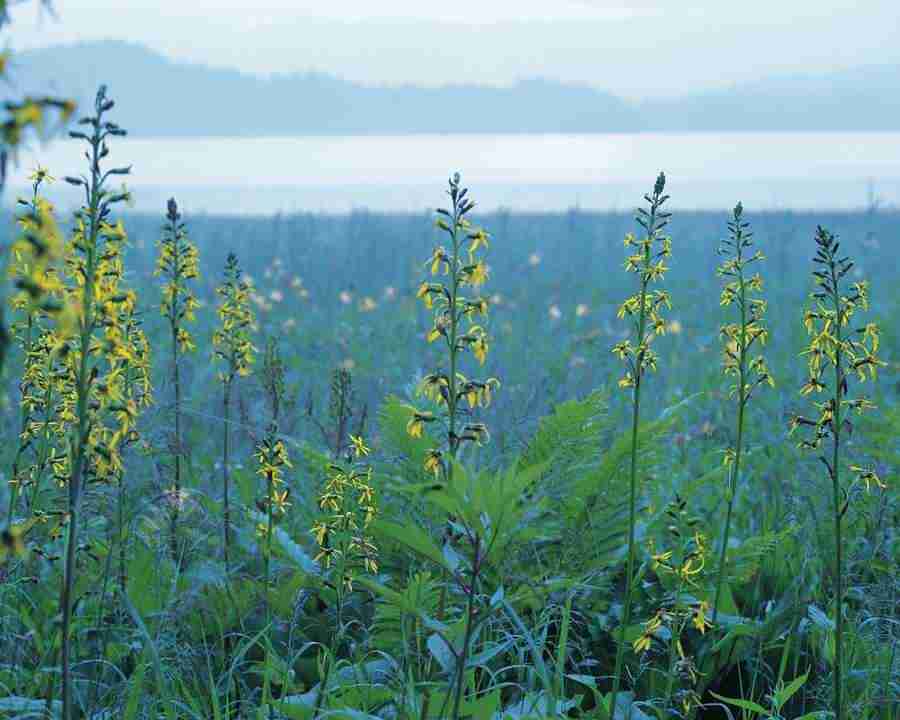 Mountain Trees - Mixa Image Library ></a>
<script language=JavaScript> 
  var txt = 