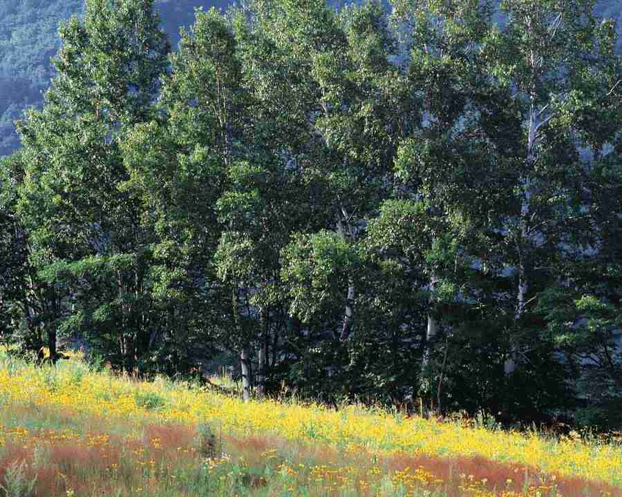 Mountain Trees - Mixa Image Library ></a>
<script language=JavaScript> 
  var txt = 